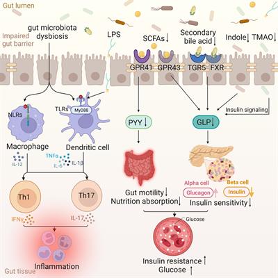 The role of fecal microbiota transplantation in type 2 diabetes mellitus treatment